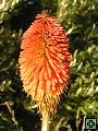 thn_NZ leden-unor 2006 010.jpg